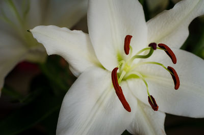 Close-up of day lily blooming outdoors