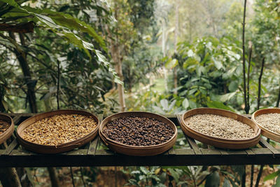 Different type of roasting coffee beans luwak on a coffee plantation in asia.