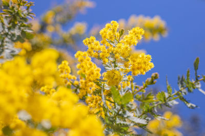 Close-up of fresh yellow flower against sky