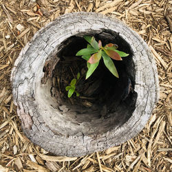 High angle view of potted plant on tree trunk