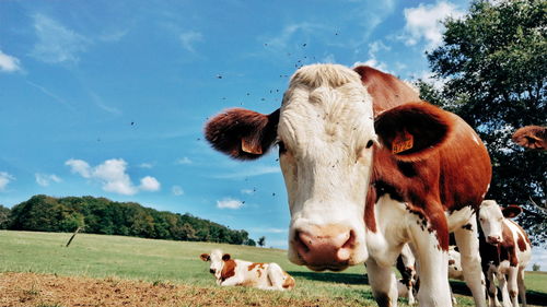 Cows in a field
