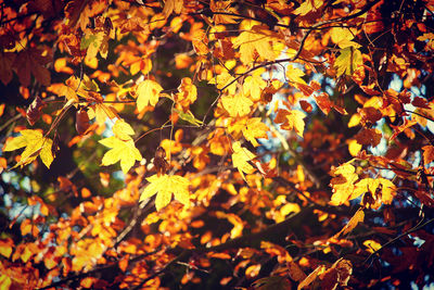 Close-up of yellow maple leaves on tree