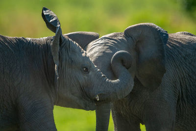 Close-up of two baby elephants play fighting