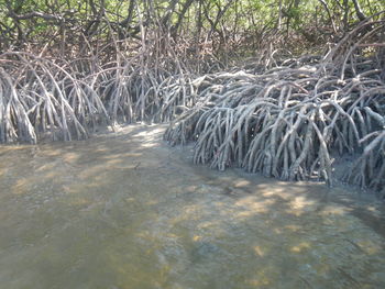 Scenic view of river in forest