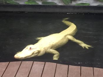 Close-up of lizard on wood