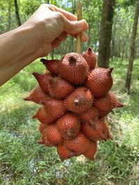 Close-up of hand holding strawberry growing on tree