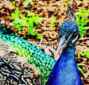 Close-up of peacock