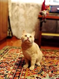 Portrait of cat sitting on carpet at home