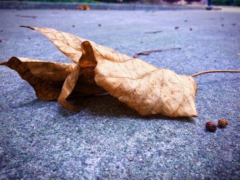 Close-up of leaf on ground