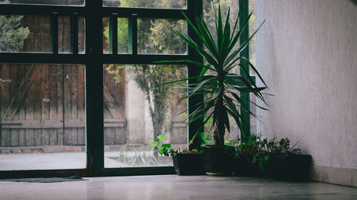 Potted plants by wall