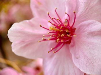 Close-up of pink flower