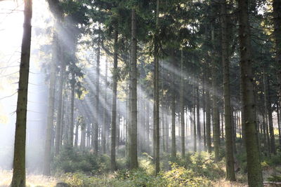 Trees growing in forest on sunny day