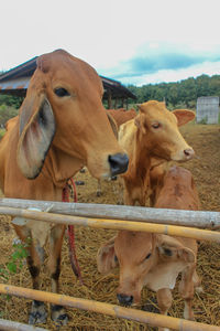 Horses on field against sky