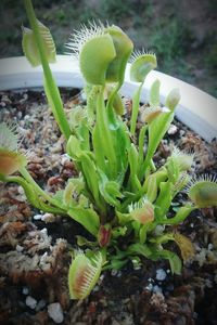 Close-up of succulent plant