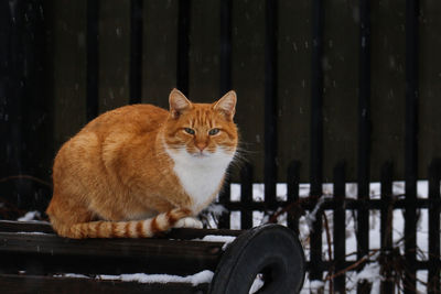 Portrait of cat sitting outdoors