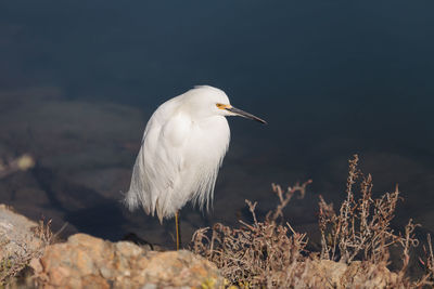 Side view of a bird against blurred background