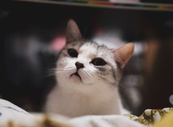 Close-up portrait of a cat