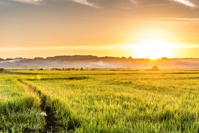 Scenic view of field against sky during sunset