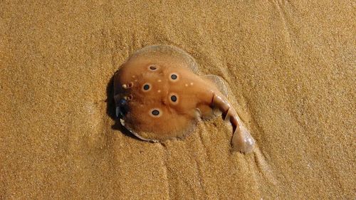 Close up of marbled electric ray or tembladera, as known in spain, on sand at mazagon beach, huelva