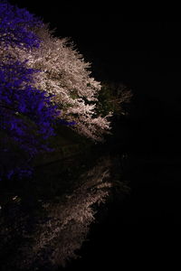 View of trees by lake at night