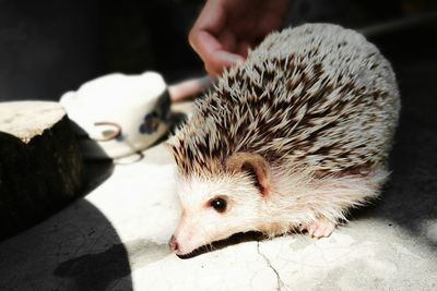 Close-up of hand feeding cat