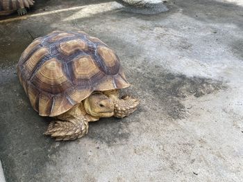 High angle view of a turtle