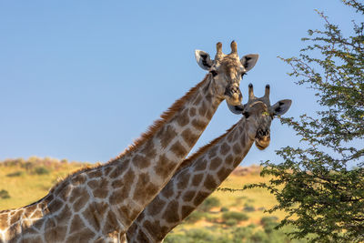View of giraffe against clear sky