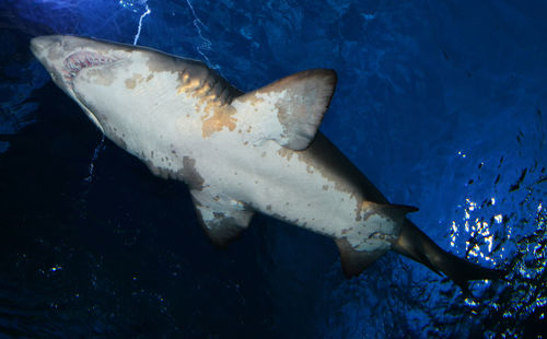 Fish swimming in sea