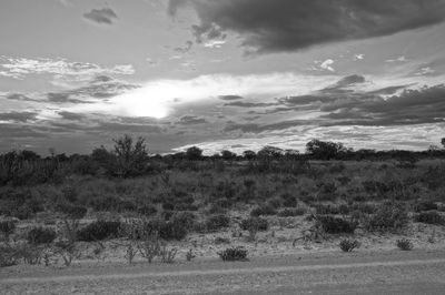 Trees on landscape against sky