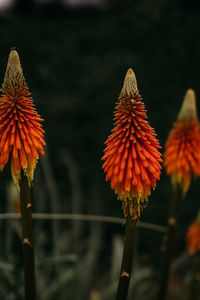 Close-up of red flowering plant