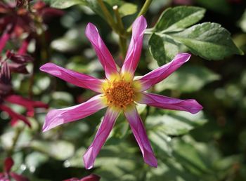 Close-up of pink flower