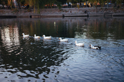 Swans swimming in lake