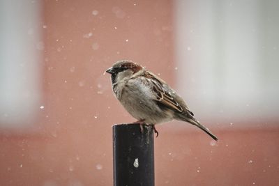 Close-up of sparrow perching on wooden post during snowfall