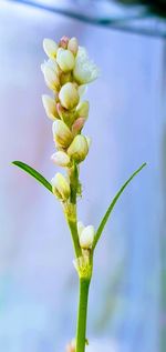 Close-up of flowering plant