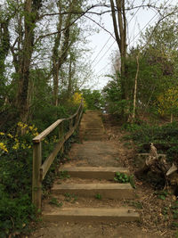 Pathway along trees in forest