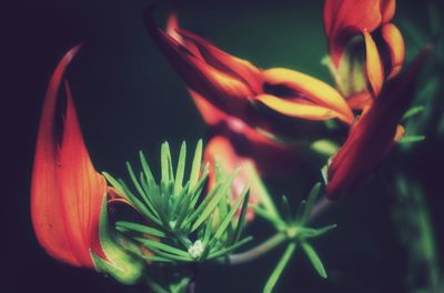 Close-up of flowering plant