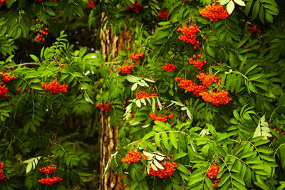 Close-up of red flowers