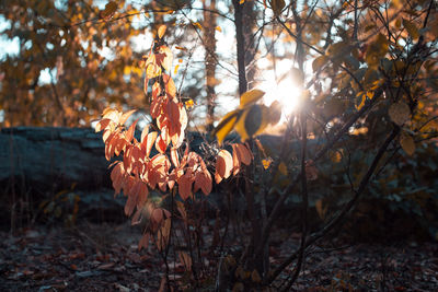 Close-up of autumn leaves on field