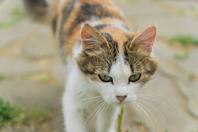 Close-up portrait of cat against blurred background