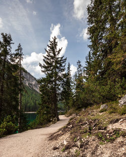 Road amidst trees against sky