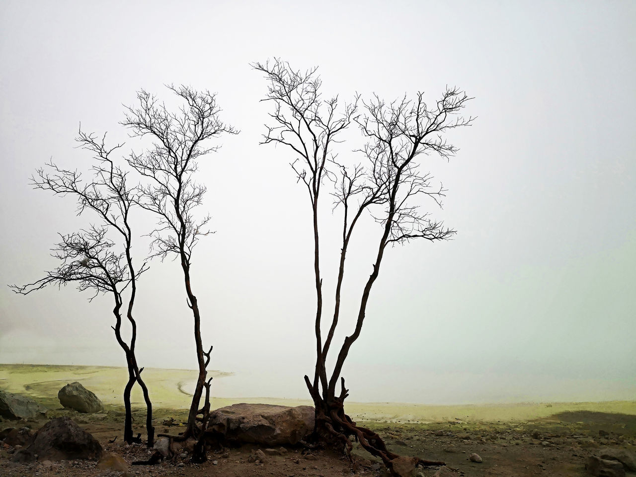 tree, sky, bare tree, tranquility, plant, beauty in nature, environment, scenics - nature, landscape, tranquil scene, nature, no people, branch, non-urban scene, land, clear sky, day, outdoors, remote, dead plant, climate, isolated, arid climate