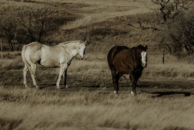 Happiness is time spent with horses.