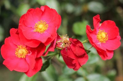 Close-up of pink flowers blooming outdoors