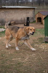 Dog on field