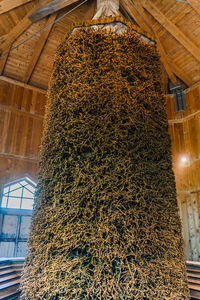 Low angle view of dry plants against ceiling