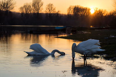 Swans swimming on lake during sunset