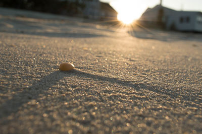 Close-up of seed on sandy field
