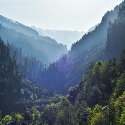 Panoramic view of pine trees in forest against sky