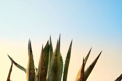 Low angle view of succulent plant against clear sky