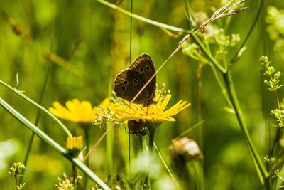 Close-up of butterfly pollinating on flower